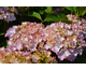 Hydrangea macrophylla So Long Sunny