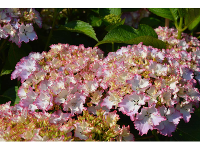 Hydrangea macrophylla