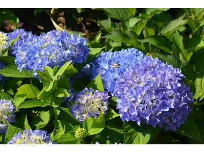 Hydrangea serrata