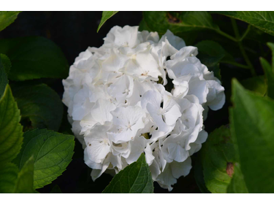 Hydrangea macrophylla