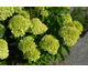 Hydrangea paniculata Little Lime ®