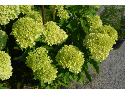 Hydrangea paniculata