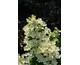 Hydrangea paniculata