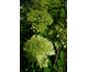 Hydrangea paniculata Skyfall