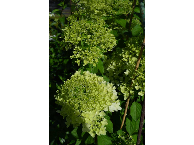 Hydrangea paniculata