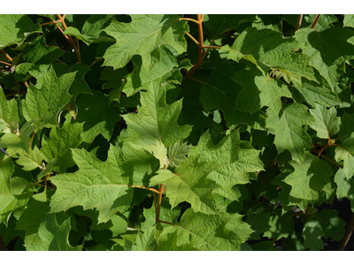 Hydrangea quercifolia