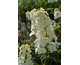 Hydrangea quercifolia Gatsby Gal ® PW