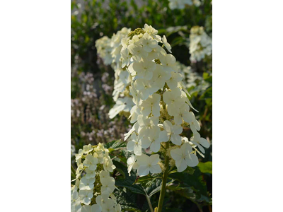 Hydrangea quercifolia