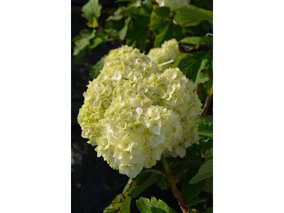 Hydrangea quercifolia