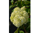 Hydrangea quercifolia Gatsby Moon ® PW