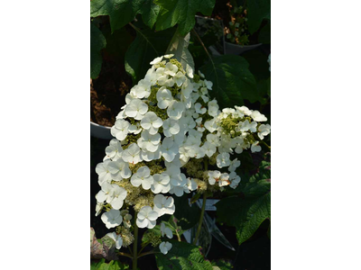 Hydrangea quercifolia