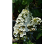Hydrangea quercifolia Gatsby Star ® PW