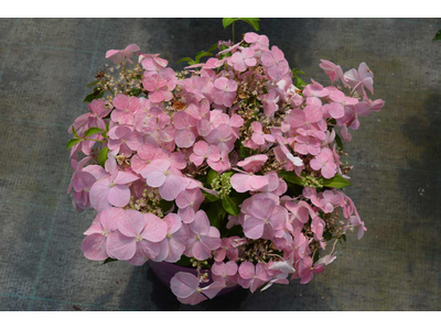 Hydrangea