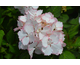 Hydrangea macrophylla