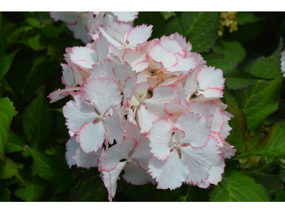 Hydrangea macrophylla