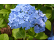 Hydrangea macrophylla