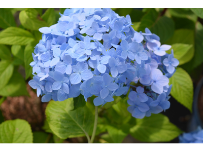 Hydrangea macrophylla