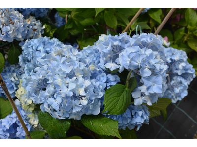 Hydrangea macrophylla