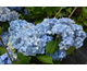 Hydrangea macrophylla