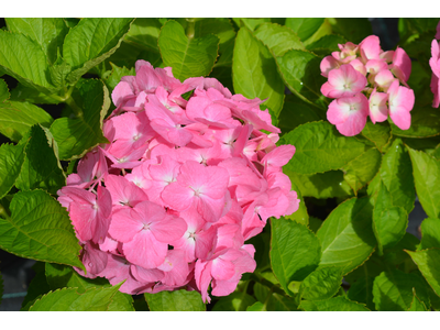 Hydrangea macrophylla