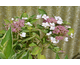 Hydrangea macrophylla Light-O-Day First Editions