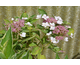 Hydrangea macrophylla