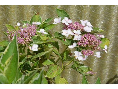 Hydrangea macrophylla