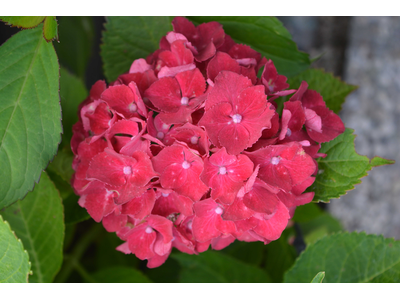 Hydrangea macrophylla