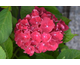 Hydrangea macrophylla Royal Red