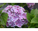 Hydrangea macrophylla Tandem ® Rendez Vous