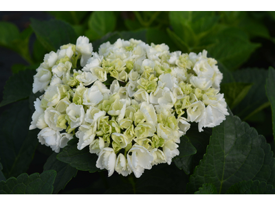 Hydrangea macrophylla