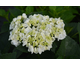 Hydrangea macrophylla