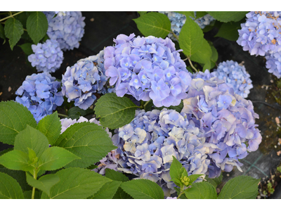 Hydrangea macrophylla