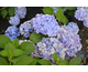 Hydrangea macrophylla