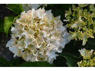 Hydrangea macrophylla