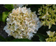 Hydrangea macrophylla Charming Claire