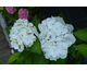 Hydrangea macrophylla First White