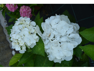 Hydrangea macrophylla