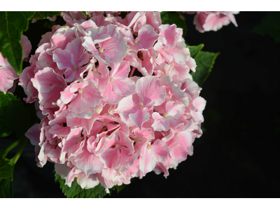 Hydrangea macrophylla