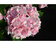 Hydrangea macrophylla La Vie en Rose