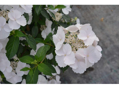 Hydrangea