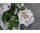 Hydrangea Runaway Bride