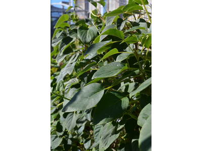 Schizophragma hydrangeoides var. fauriei