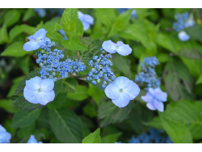 Hydrangea serrata