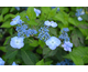 Hydrangea serrata Magic Seduction (Annie's Blue)