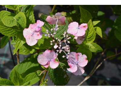 Hydrangea serrata