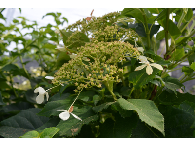 Hydrangea anomala ssp. petiolaris