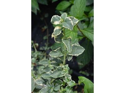 Hydrangea anomala ssp. petiolaris