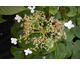 Hydrangea anomala ssp. petiolaris None