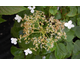 Hydrangea anomala ssp. petiolaris